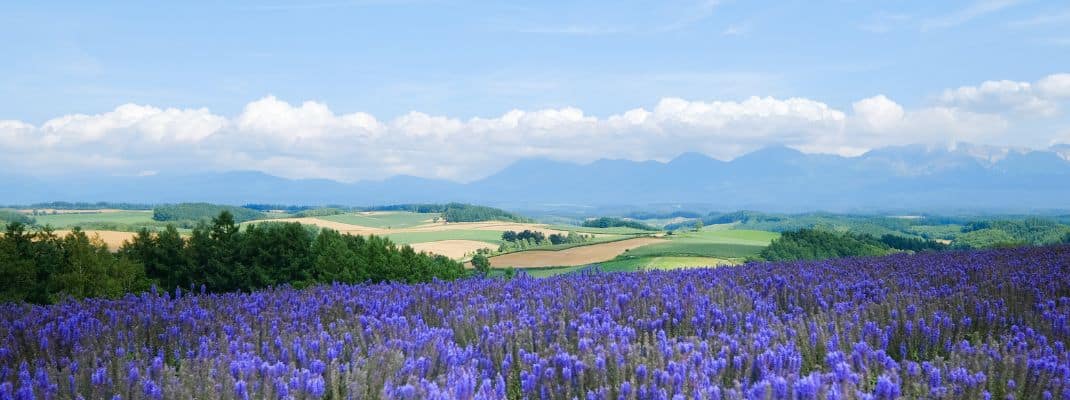 lavender fields