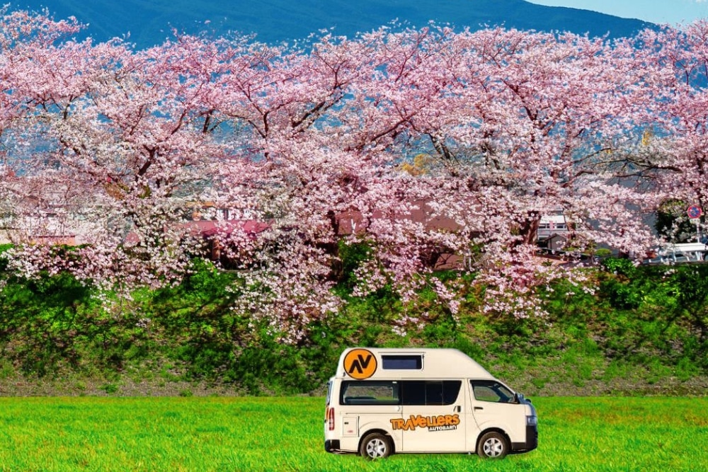 Enjoying Sakura By a Campervan Road Trip
