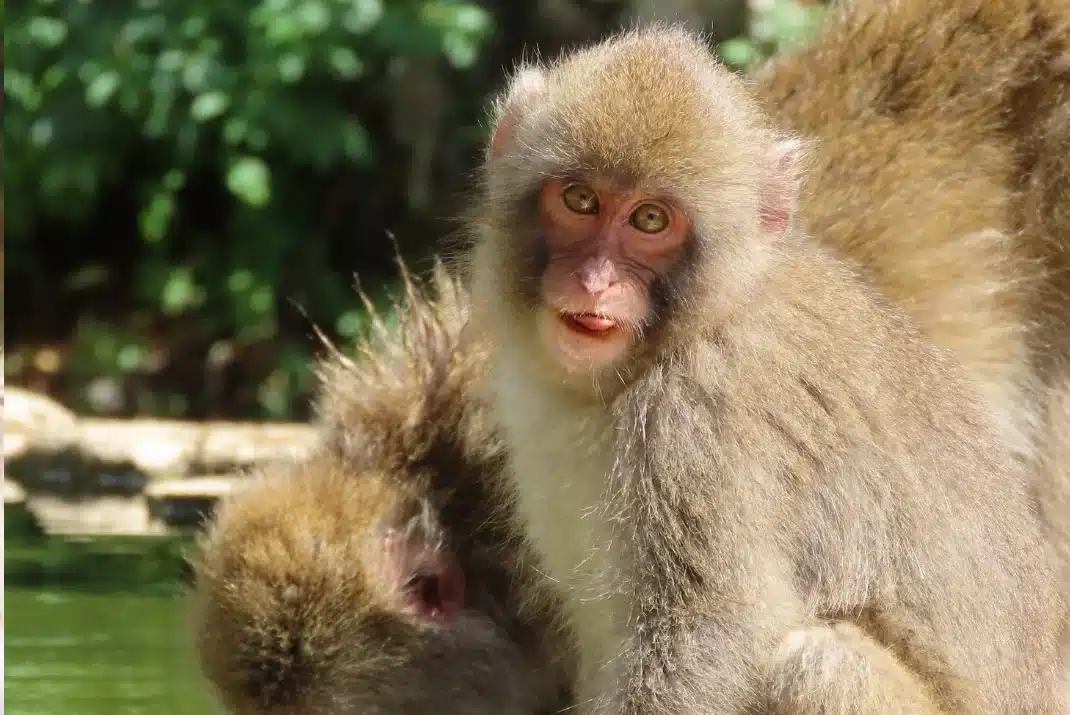 Cute baby snow monkey sitting on rocks near its mother at Jigokudani Monkey Park