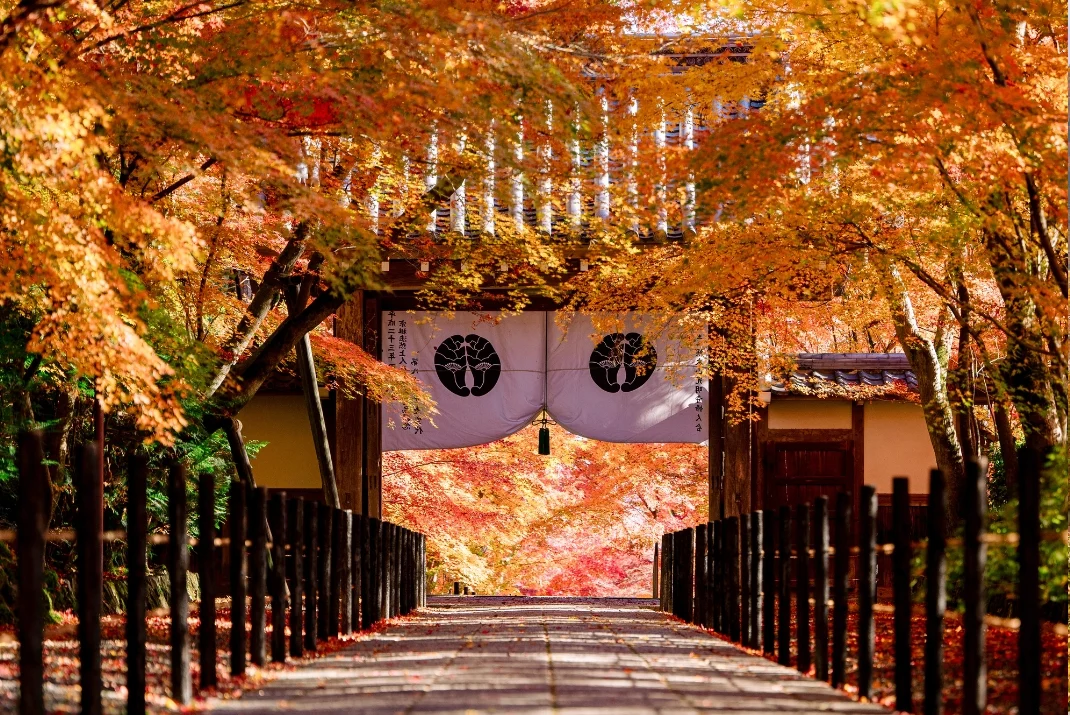 A traditional temple or shrine gate with a white curtain and family crest, framed by a vibrant canopy of autumn red and orange maple leaves along a stone approach path in Kyoto.