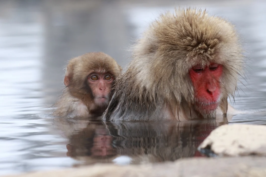 A wild Japanese macaque with a baby relaxing in a natural hot spring pool at Jigokudani Monkey Park during the autumn season.