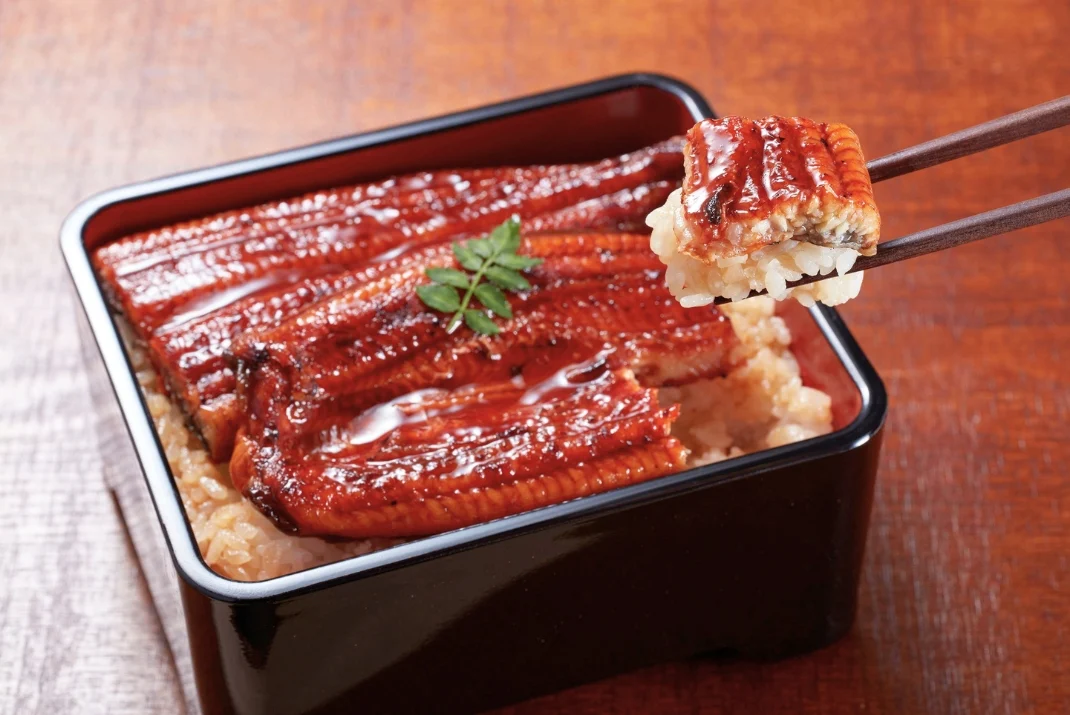 Close-up of Japanese grilled eel (Unagi) over rice served in a traditional black lacquer box, with a piece held up by wooden chopsticks.