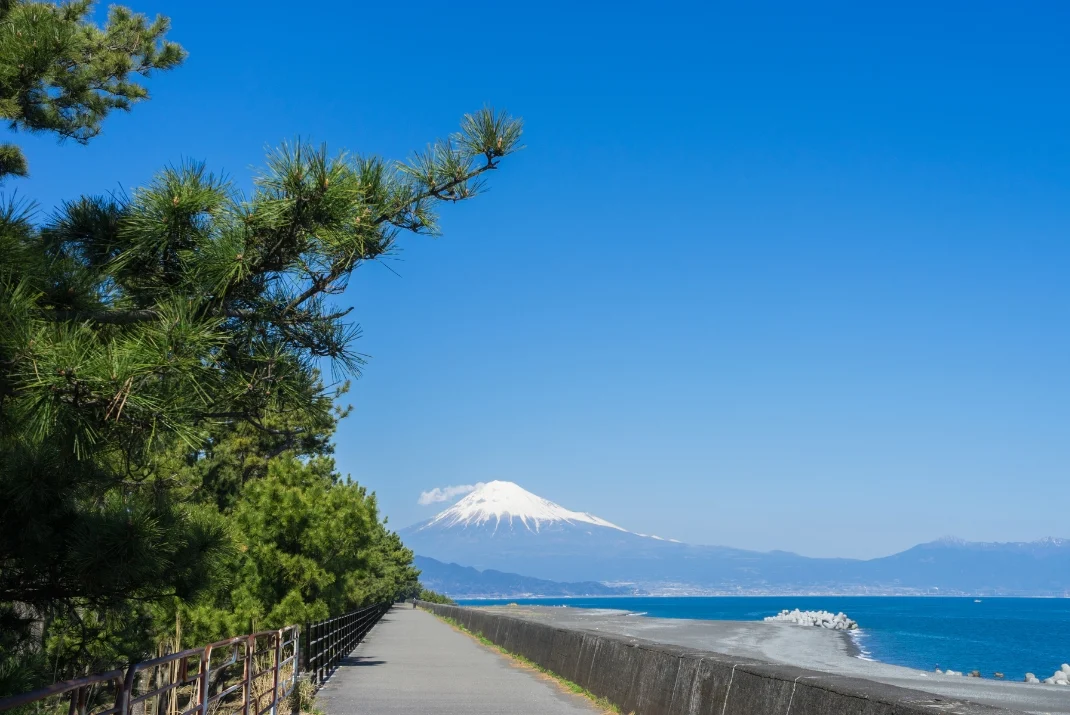 A coastal path at Miho no Matsubara lined with green pine trees, leading toward a clear view of snow-capped Mount Fuji across the ocean under a clear sky.