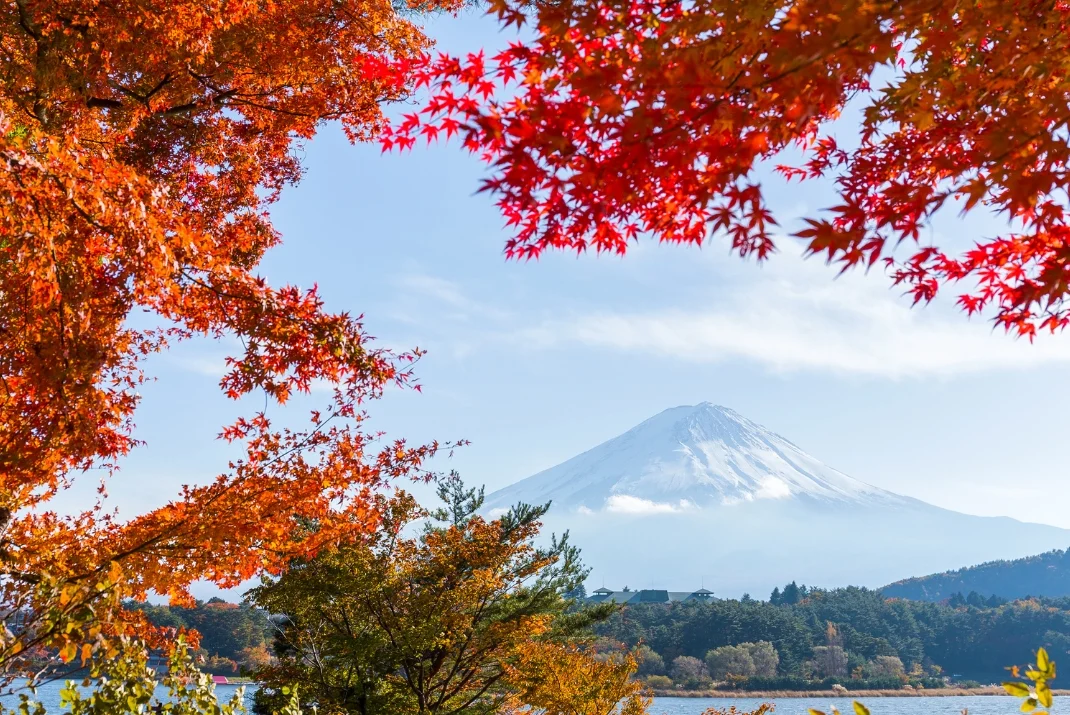 A majestic view of snow-capped Mount Fuji framed by fiery red autumn maple leaves and branches at Lake Kawaguchiko.
